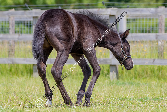 June 2022 ~MANDATORY Credit Elli Birch/Bootsandhooves- NO UNAUTHORISED USE - 07745909676