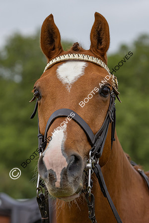 Royal Windsor Horse Show
