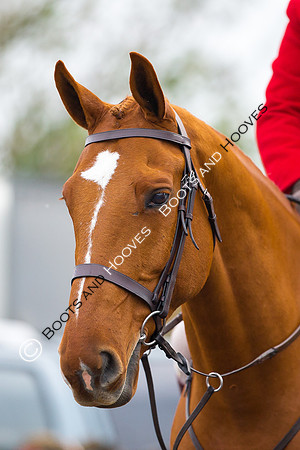 essex Hunt. Easton Harriers. Hunting. ~ MANDATORY Credit Elli Birch/Bootsandhooves - NO UNAUTHORISED USE - 07745 909676
