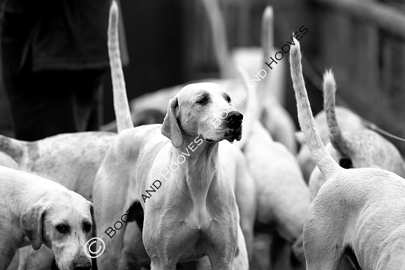 The Ledbury Hunt