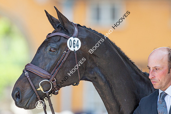 Badminton Horse Trials
