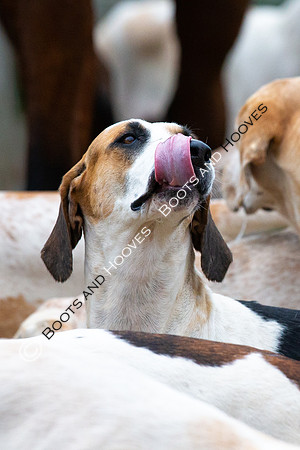The Ledbury Hunt