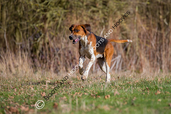 Hunting