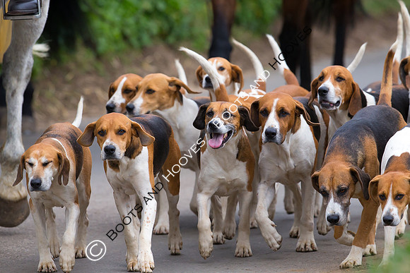 Hunting