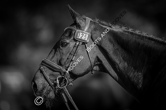 Blenheim Palace International Horse Trials