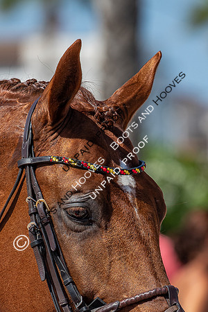FEI Junior European Championship Young Riders, Juniors & Childre