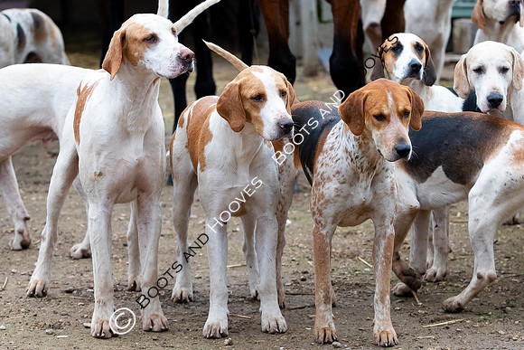 The Ledbury Hunt