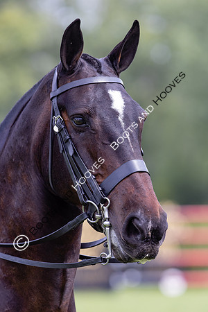 The Agria Royal International Horse Show