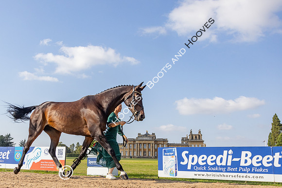 Blenheim Palace International Horse Trials