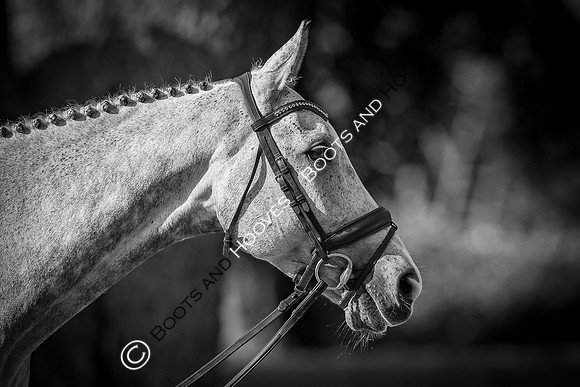 Blenheim Palace International Horse Trials