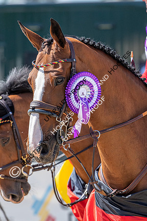 FEI Junior European Championship Young Riders, Juniors & Childre