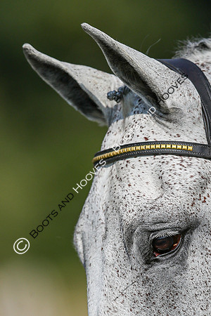 Blenheim Palace International Horse Trials