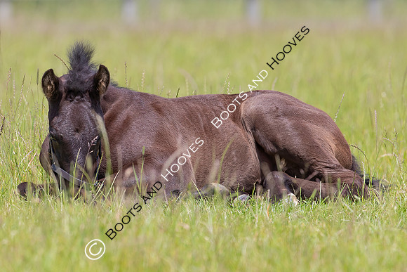 June 2022 ~MANDATORY Credit Elli Birch/Bootsandhooves- NO UNAUTHORISED USE - 07745909676