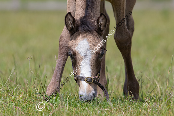 June 2022 ~MANDATORY Credit Elli Birch/Bootsandhooves- NO UNAUTHORISED USE - 07745909676