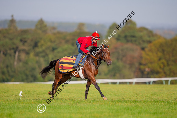 Newmarket