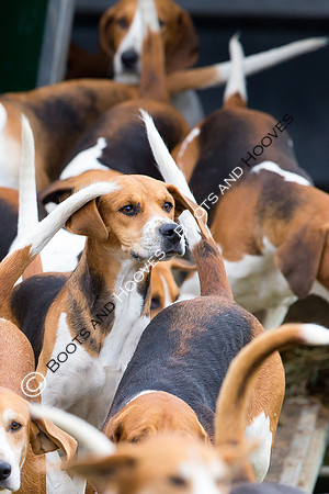 Hunting