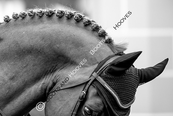 Showjumping