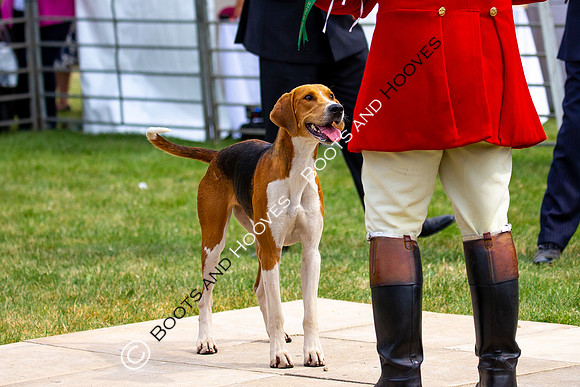 Festival of Hunting