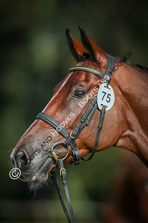 Blenheim Palace International Horse Trials