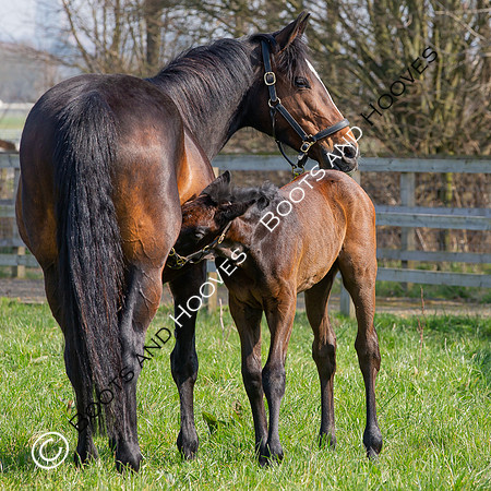 ~ MANDATORY Credit Elli Birch/Bootsandhooves- NO UNAUTHORISED USE - 07745909676