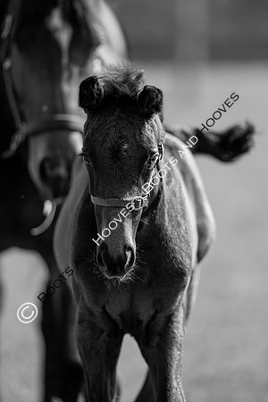 ~ MANDATORY Credit Elli Birch/Bootsandhooves- NO UNAUTHORISED USE - 07745909676