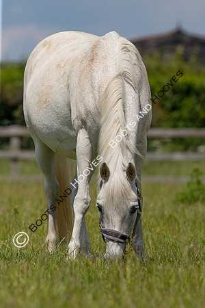 June 2022 ~MANDATORY Credit Elli Birch/Bootsandhooves- NO UNAUTHORISED USE - 07745909676