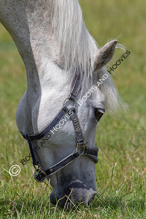 June 2022 ~MANDATORY Credit Elli Birch/Bootsandhooves- NO UNAUTHORISED USE - 07745909676