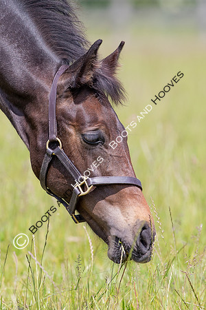 June 2022 ~MANDATORY Credit Elli Birch/Bootsandhooves- NO UNAUTHORISED USE - 07745909676